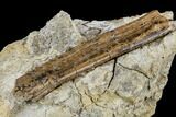 Dinosaur Rib Bone Section In Rock - South Dakota #113595-3